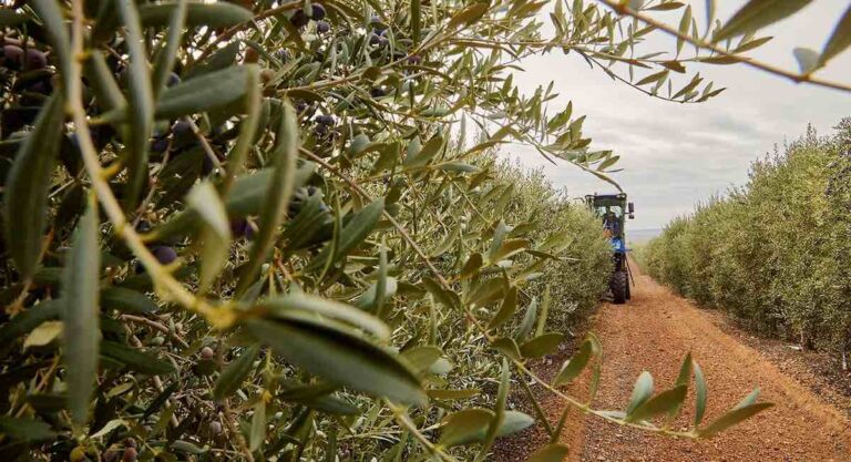Recolección nocturna de aceituna en Andalucía: innovación y biodiversidad
