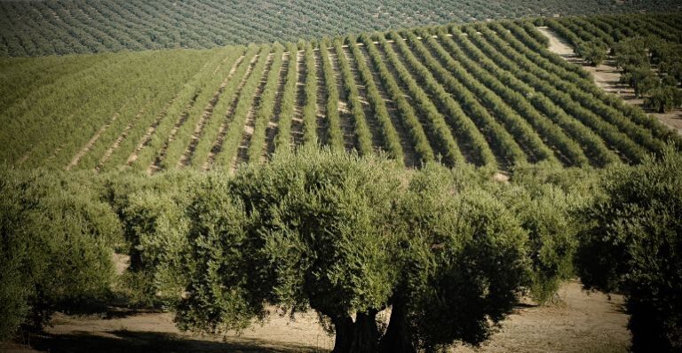 Italia pone en marcha su Plan del Aceite de Oliva 2026-2030